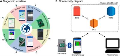 Frontiers | Quantitative detection of dengue serotypes using a 